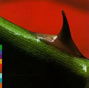 31PFZ3X1T0L._AC_UY303_QL65_ML3_.jpg Nusrat Fateh Ali Khan and Michael Brook - Night Song (Tribal, Ambient)